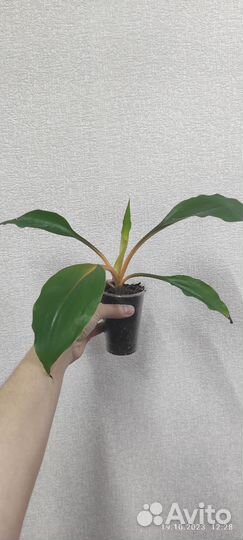 Хлорофитум Грин Оранж,эпипремнумы