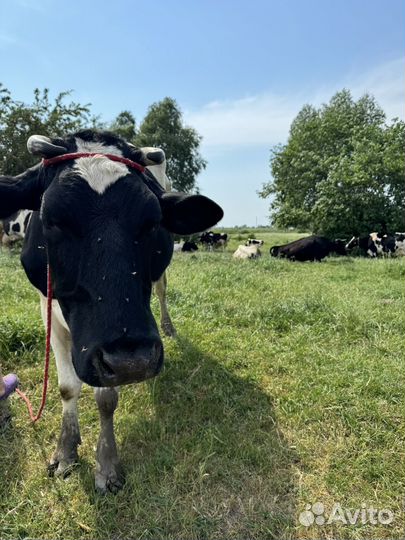 Корова дойная
