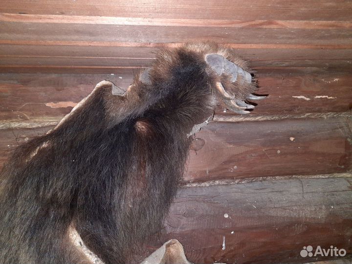 Шкура медведя имитация