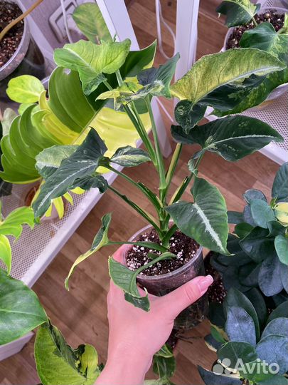 Сингониумы 2