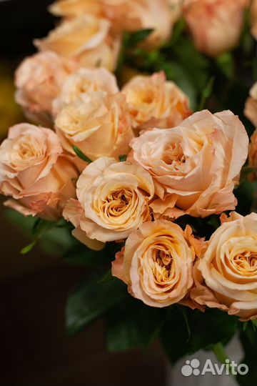 Роза эквадор, букет роз