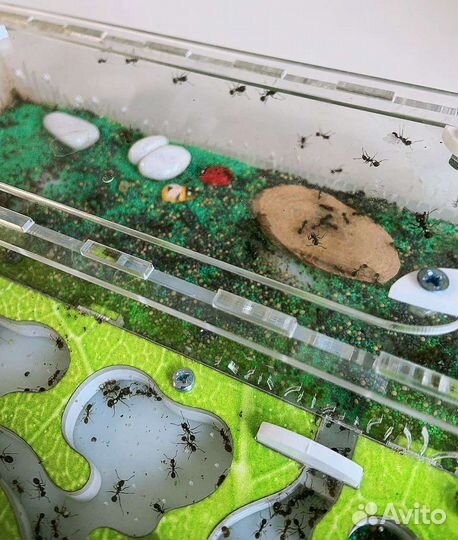 Муравьиная ферма с муравьями