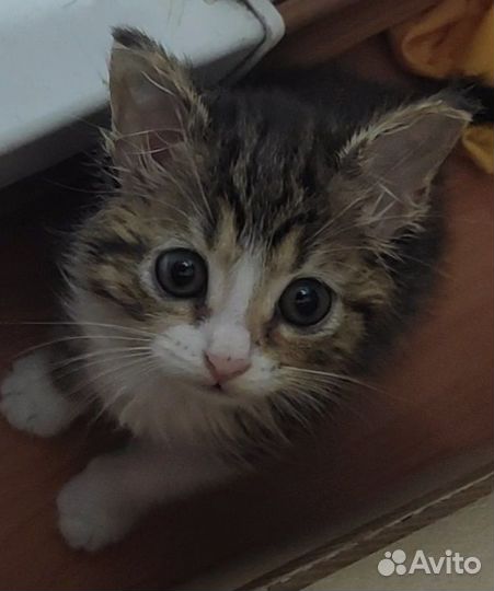 Котенок девочка ищет новый дом