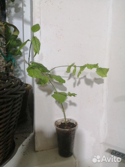 Жасмины, паветта