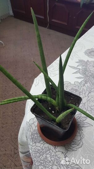 Филодендроны