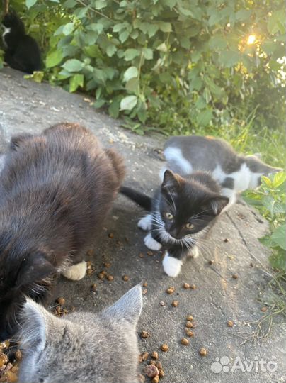 Котята в добрые руки