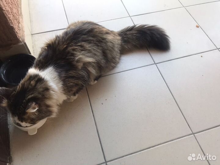 Найден кот сириус