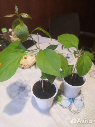 Великолепная бугенвиллея