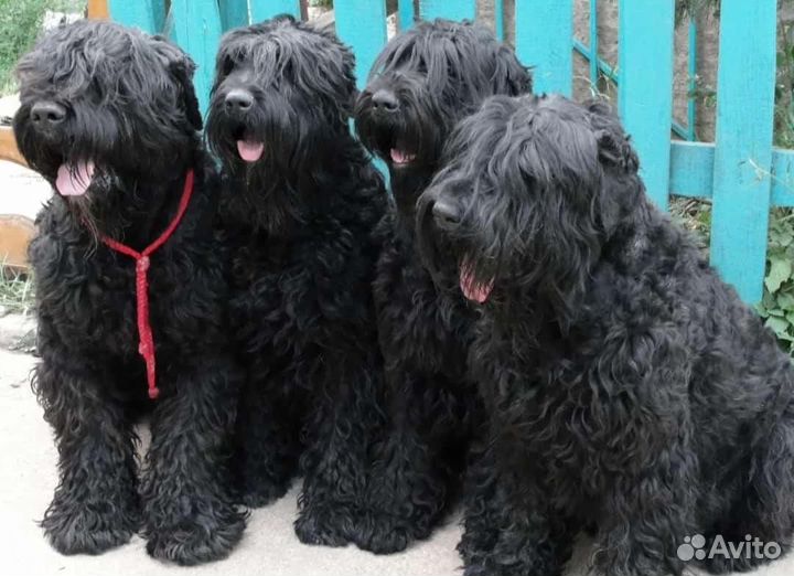 Русский черный терьер щенки