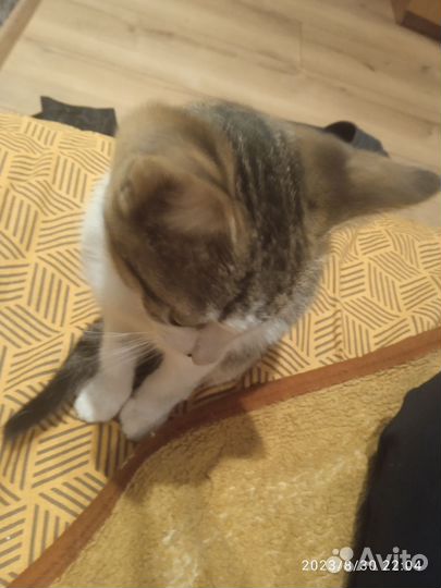 Котята обычные