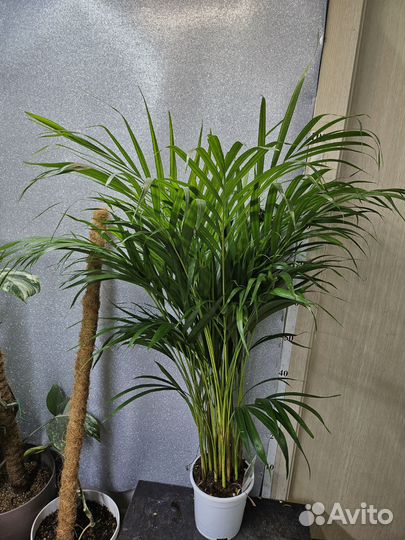Пальма Арека 17/100, 140