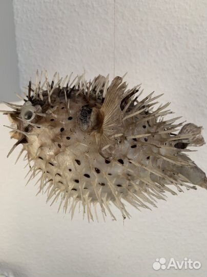 Настоящая рыба Фугу