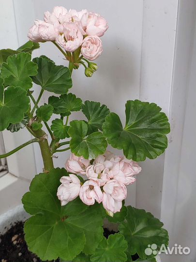 Пеларгония герань тюльпановидная