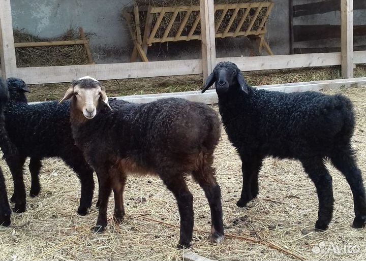 Овцы бараны ягнята