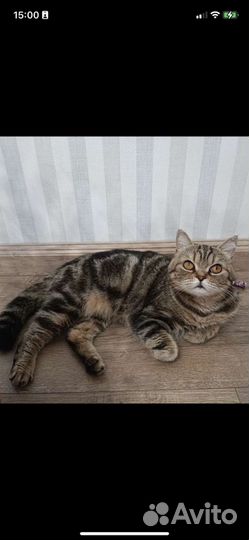 Кошка британка