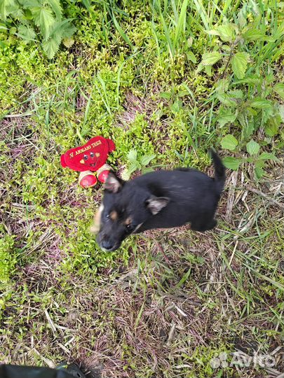 Щенки от хаски