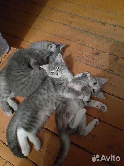 Отдам молодых кошечек в заботливые руки бесплатно