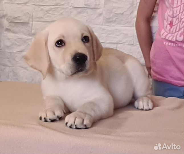 Щенки лабрадора