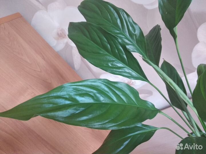 Комнатные растения цветы