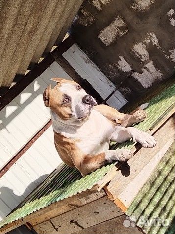 Стаффорд вязка