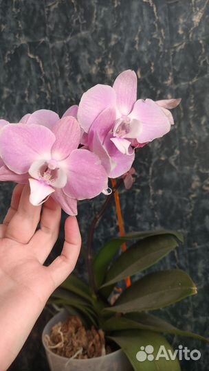 Орхидея фаленопсис