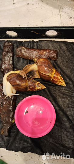 Улитки ахатины