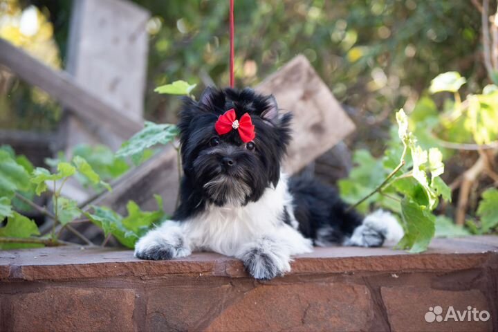 Йоркширский терьер