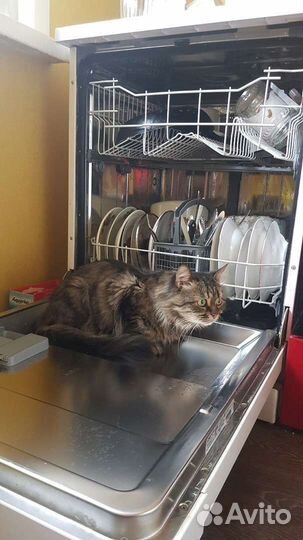 Ремонт стиральных машин Владимир, Частный мастер