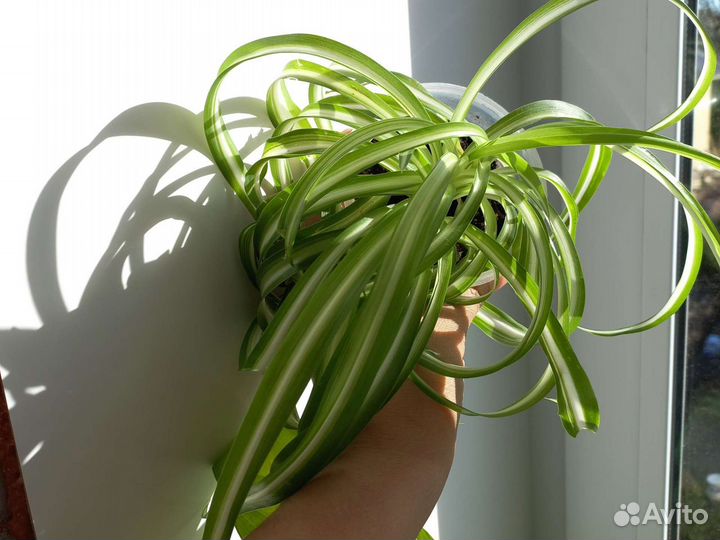 Хлорофитум бонни