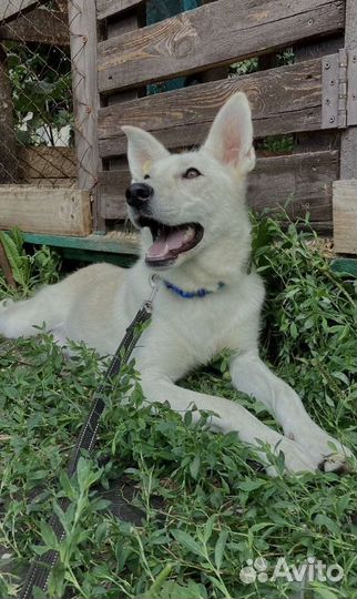 Собака в добрые руки отдам бесплатно