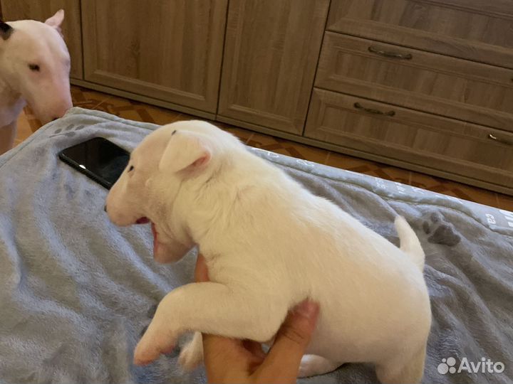 Бультерьер