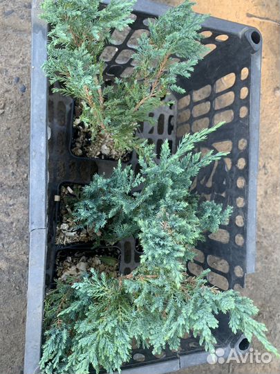 Ель голубая