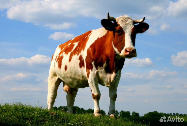 Искусственное осеменение коров и тёлок