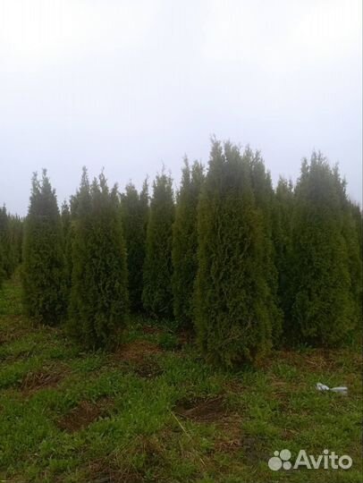 Туи смарагд