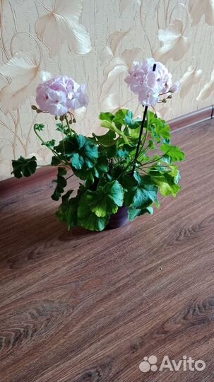 Герань пеларгония