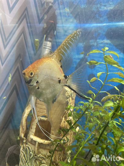 Рыбки скалярии