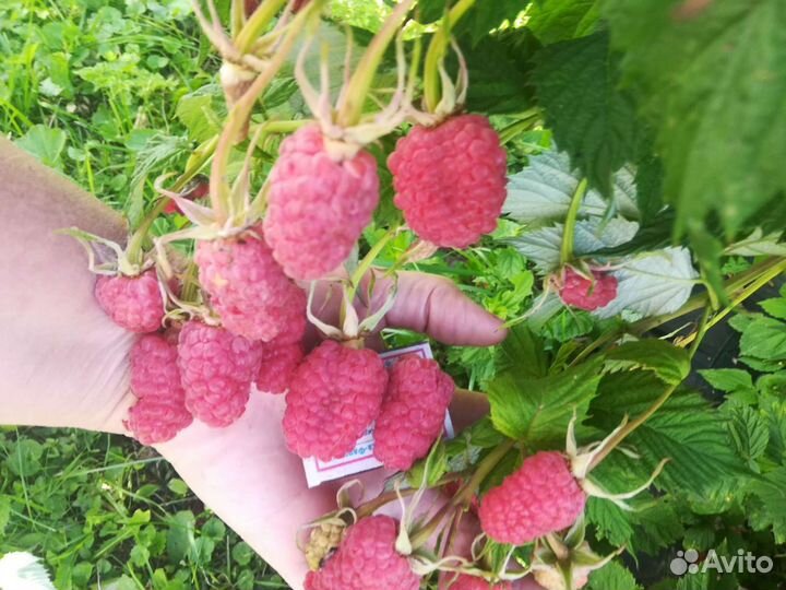 Саженцы малины