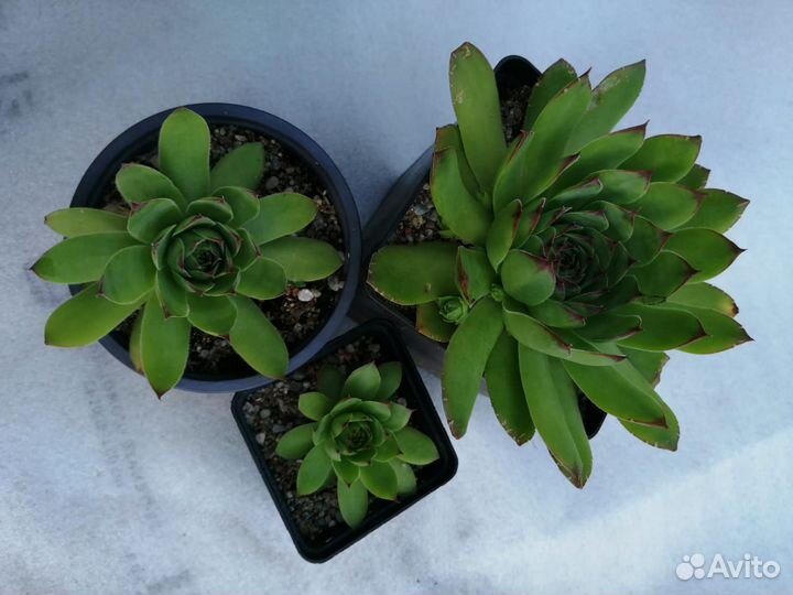 Суккуленты