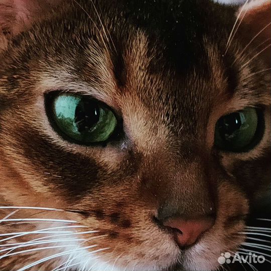 Для ценителей настоящих Абиссинских котят