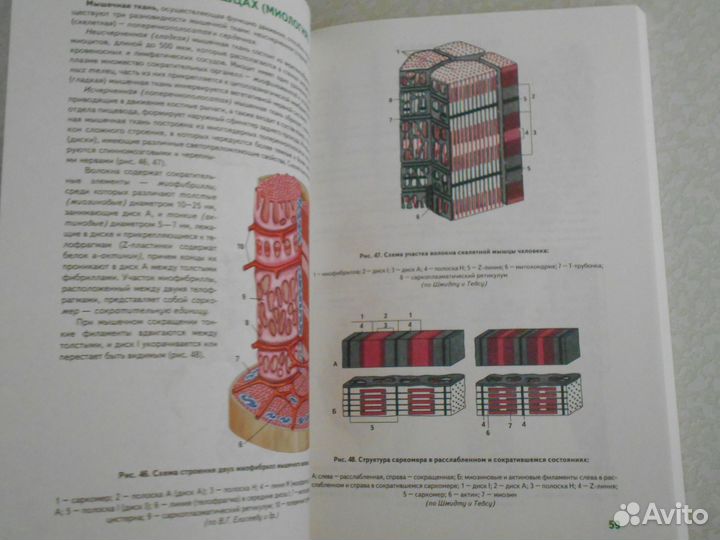 Г.Л.Билич, В.А.Крыжановский Анатомия человека