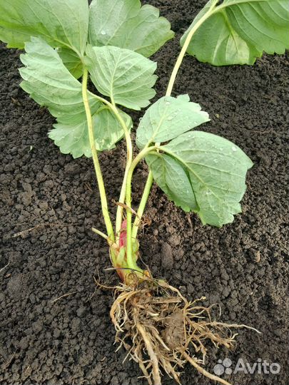 Рассада усики виктории для посадки