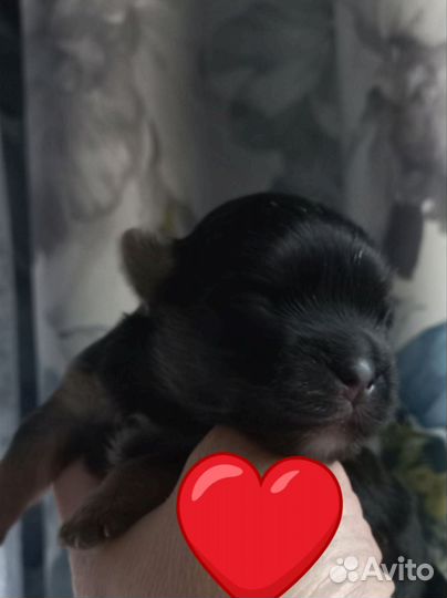 Йоркширский терьер