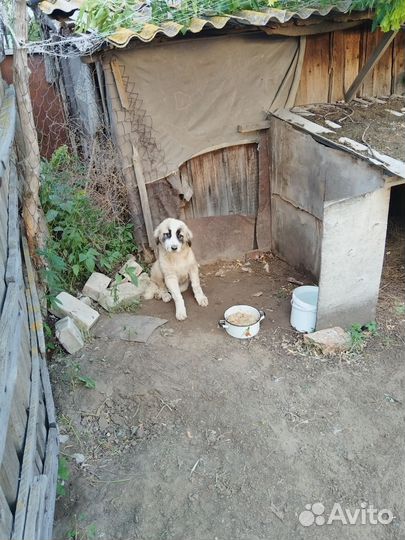 Собака для охраны