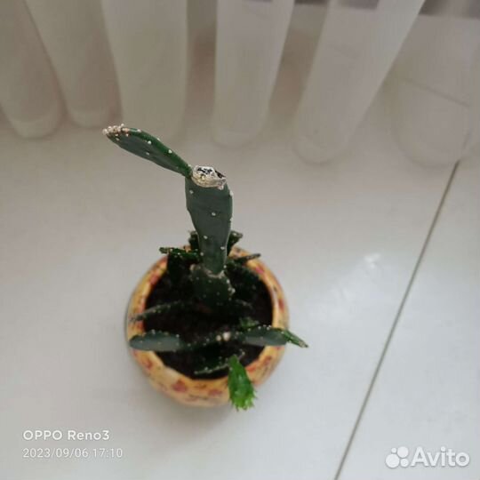 Кактус опунция