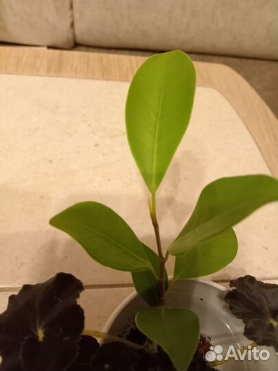 Комнатные цветы