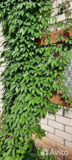 Фалярис тростниковый, Виноград декоративный, Овсян