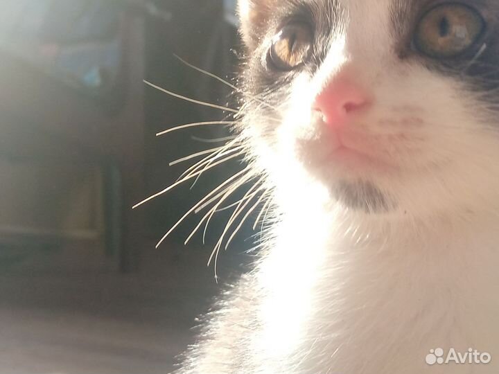 Очень милый котёнок,отдаем в хорошие руки