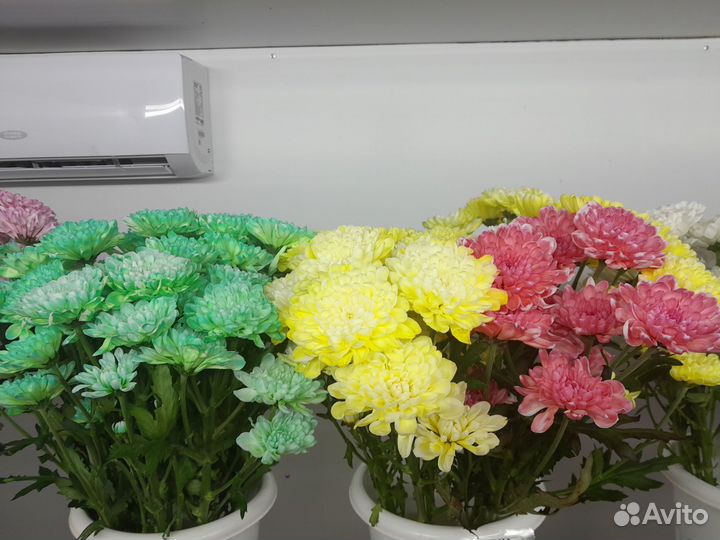 Цветы Хризантемы