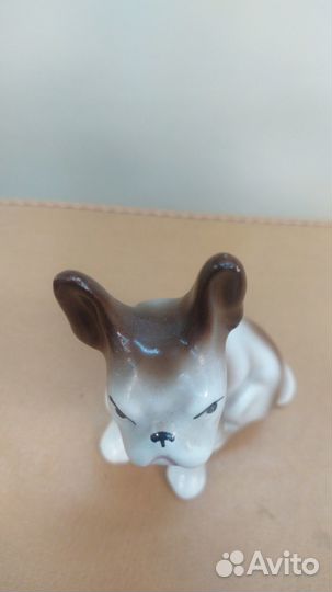 Французский бульдог фаьнс