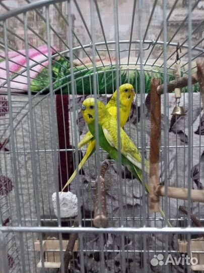 Волнистый попугай